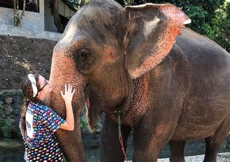 The 8 Best Countries For Volunteering With Elephants Go Overseas