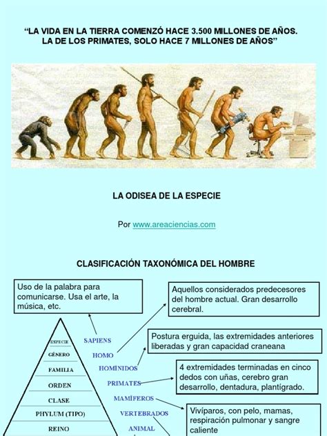 La Evolucion Del Hombre Homo Evolución Humana