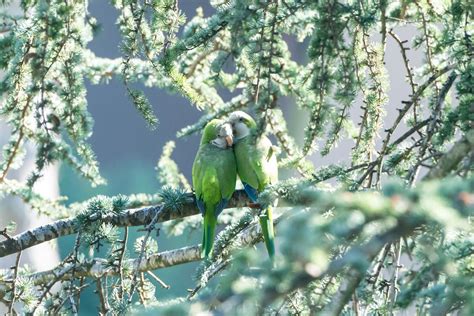 860996 Birds Parrots Branches Two Rare Gallery Hd Wallpapers