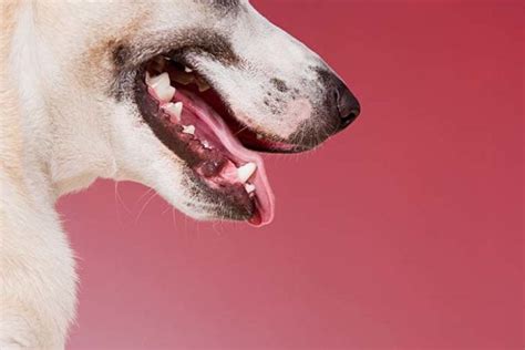 Can Dogs Get Cold Sores Everything About The Dog Cold Sore Virus