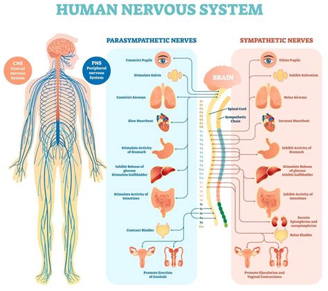 10 Characteristics Of Nervous System What Is The Nervous System