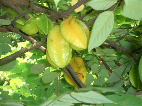 Growing and pruning starfruit part 1 of 2. File:Poh-San-Teng-star-fruit-tree-2287.jpg