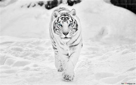 White Tiger With Blue Eyes Wallpapers
