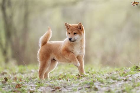 Five Interesting Facts About The History Of The Shiba Inu