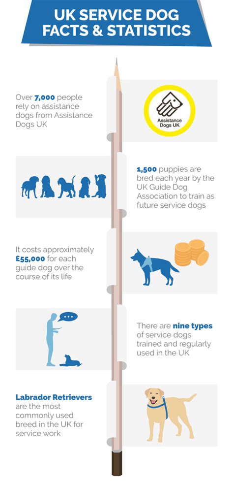 13 Incredible Uk Service Dog Statistics And Facts Updated In 2024 Hepper