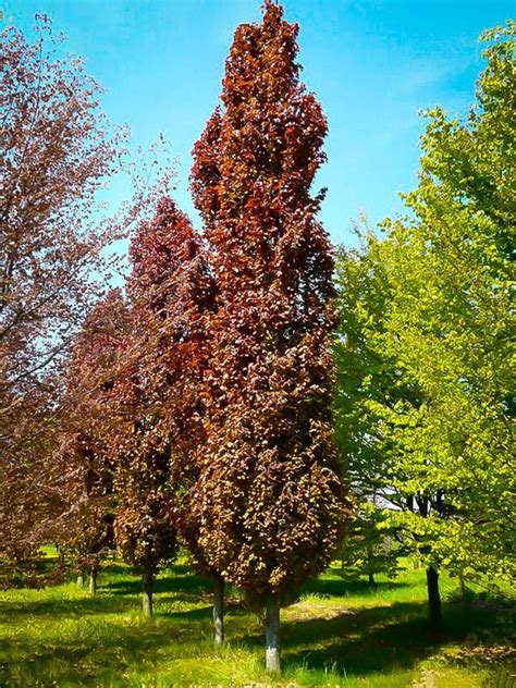 Red Obelisk European Beech For Sale Online The Tree Center
