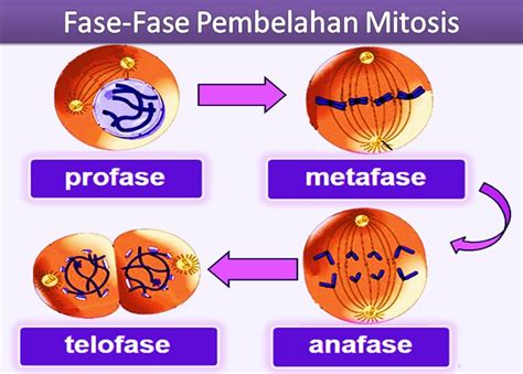Apa Perbedaan Mitosis Dan Meiosis Yuk Penjelasannya