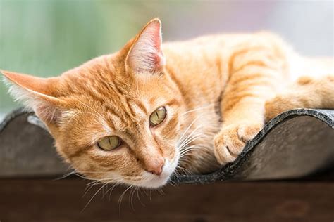 Hernia In Cats Symptoms Causes Diagnosis Treatment Recovery