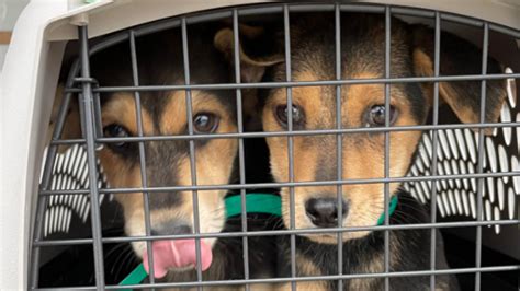 National Puppy Day Humane Society Of Midland County Rescues 40 Dogs