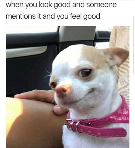 Chihuahua Meme Angry Happy Pets Lovers