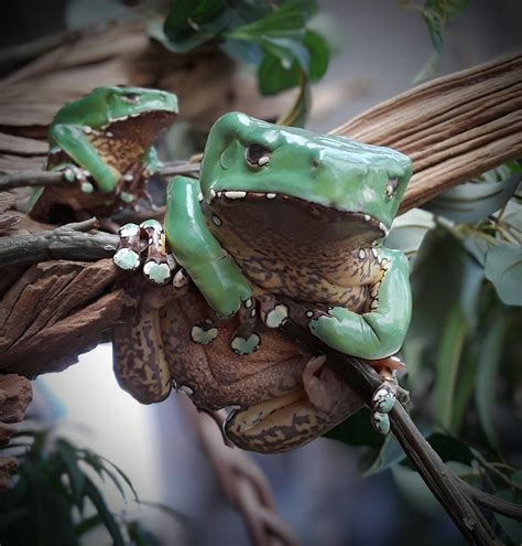 Usa Captive Bred Giant Waxy Monkey Frogs Phyllomedusa Bicolor Gecko