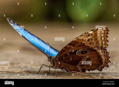 Una Mariposa Morfo Azul Fotografías E Imágenes De Alta Resolución Alamy