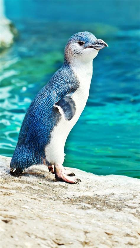 Blue Penguin Hd Iphone Wallpapers Penguins Animals Penguin Facts