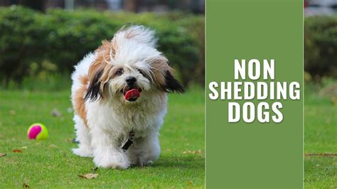 Non Shedding Dogs 22 Notable Dogs That Dont Shed Petmoo