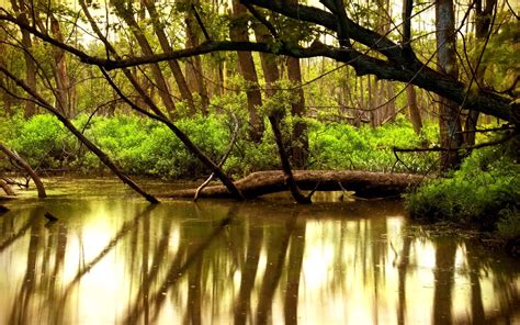 River Reflection Forest Trees Nature Landscape Wallpapers Hd