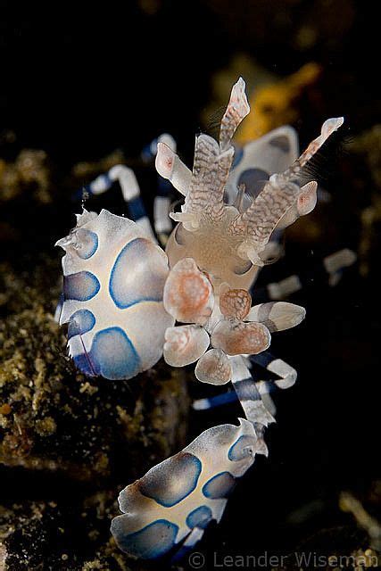 Juvenile Harlequin Shrimp Police Peir Lembeh Beautiful Sea