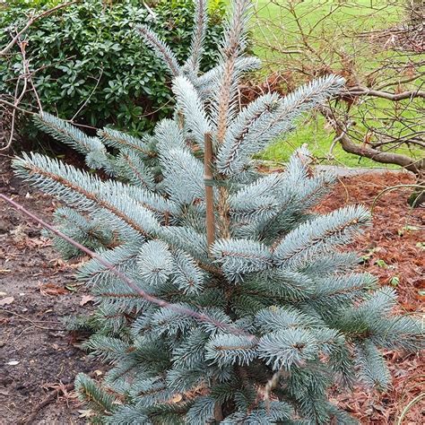 Buy Colorado Spruce Picea Pungens Glauca Group Hoopsii Delivery By