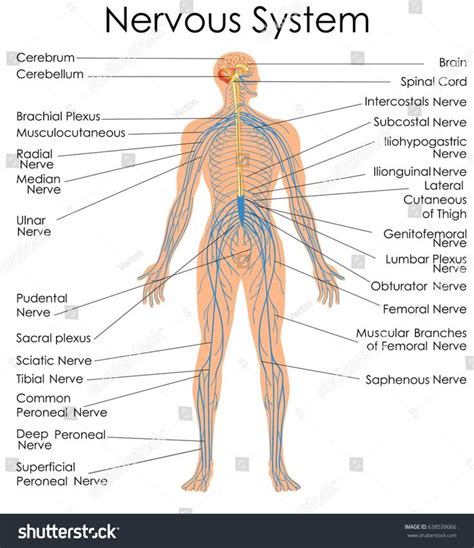 The central nervous system is made up of the brain and spinal cord. Labeled Picture Of The Nervous System Medical Education ...