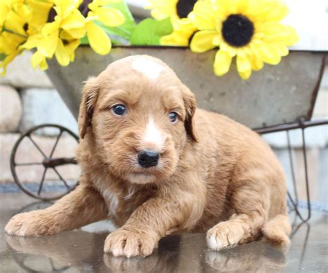 Lincoln - Goldendoodle puppy for sale in New Haven ...