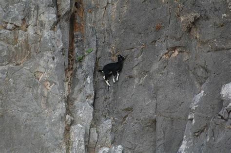 20 Mountain Goats Who Never Heard The Word Fear