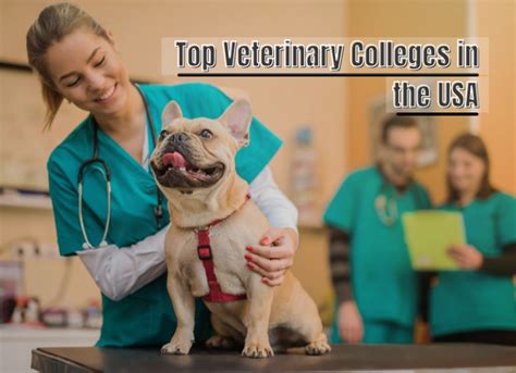 Top Veterinary Colleges In The Usa