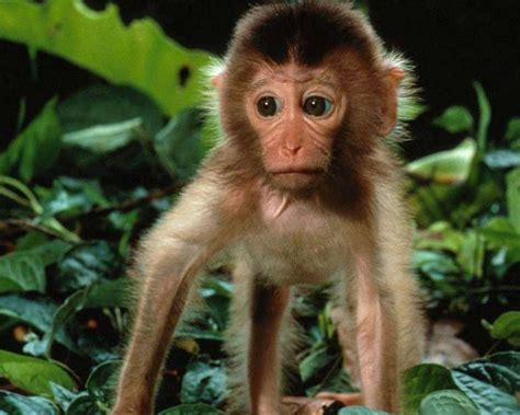 Encyclopaedia Of Babies Of Beautiful Wild Animals Amazing Baby Baboon
