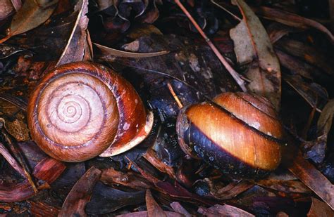 Land Snails Wet Tropics Management Authority