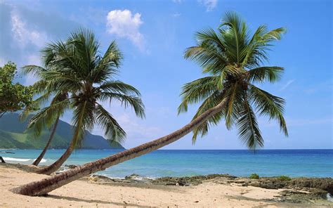 Online Crop Coconut Trees Palm Trees Beach Nature Hd Wallpaper