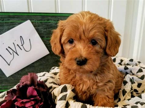 Not sure what pet is right for you? Teacup Labradoodle & Mini Labradoodle Puppies for sale ...