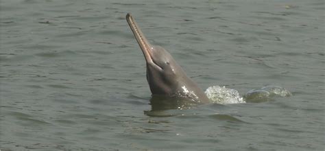 top 10 best places to spot dolphins in india