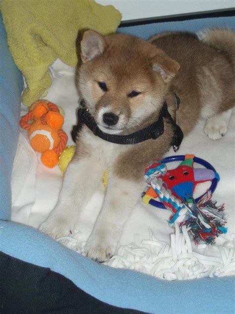 Sociability with humans, reactivity to stimuli, chase proneness and fear of sounds. Shiba Inu | Hunde