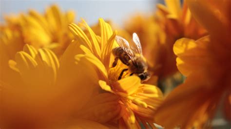 ¿por qué son tan importantes las abejas miel lapuela