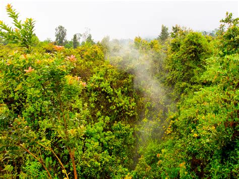 Umuriro uri kuva mu kirunga cya nyiragongo watangiye gusatira ibice bimwe by'umujyi wa goma pic.twitter.com/zvnymv98ti. Smoking fissure from the Nyiragongo 2002 eruption, Congo DR