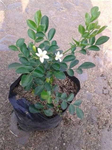 Raja pun menamai bunga tersebut dengan nama bunga kemuning. Jual tanaman kemuning - pohon kemuning - tanaman hias ...