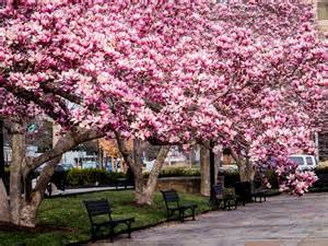 When the flowers bloom, the branches. Not cherry blossoms, but nearby Jane Magnolias are ...