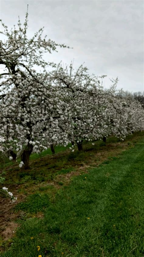 Best quality fertilizers and micro neutrients and plants are available at. Apple Bloom 2017 - Doll's Orchards, LLCDoll's Orchards, LLC