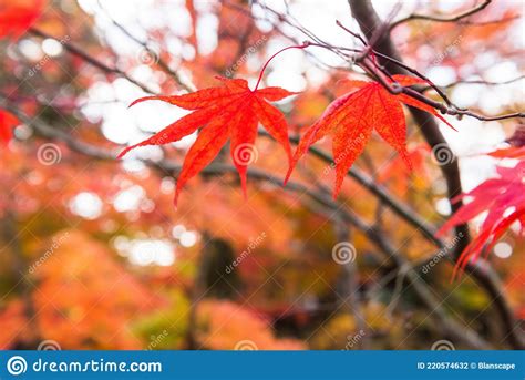 Red Autumn Maple Leaf At Eikando Temple Kyoto Stock Photo Image Of