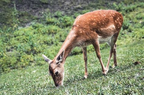 Premium Photo Sika Deer Female Eating Grass
