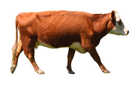 Cow Animal Clip Art Png Cows Png Images Free Download Free