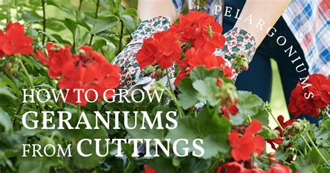 How To Take Cuttings Of Hardy Geraniums