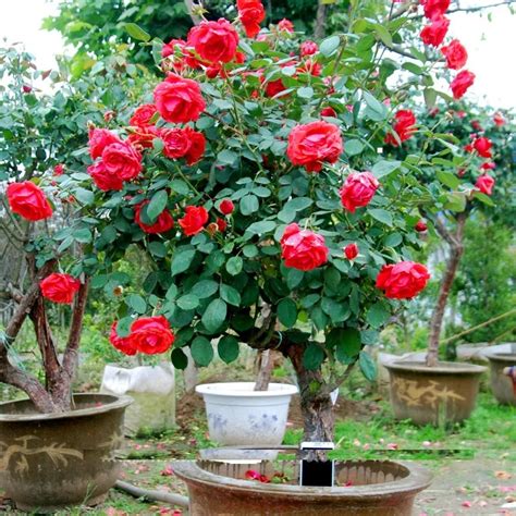 Cara Menanam Bunga Mawar Di Halaman Rumah Yang Mudah Dan Cepat Berbunga