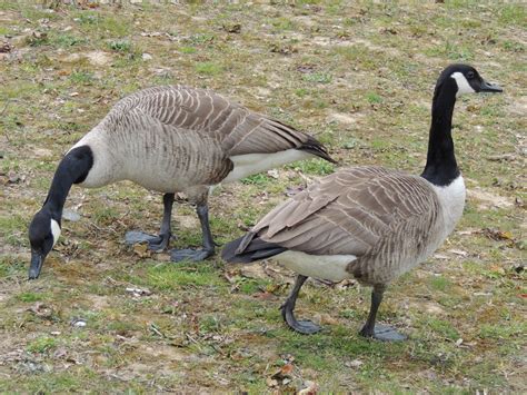 Maybe you would like to learn more about one of these? Kanadagans, Canada Goose, Branta canadensis - free bird images