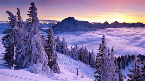 Wallpaper Winter Mountains Spruce Trees Snow Fog Clouds Sky