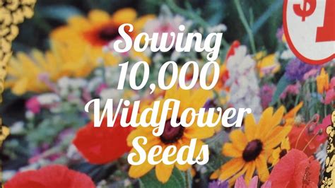 Sowing 10000 Wildflower Seeds 🌼 Youtube