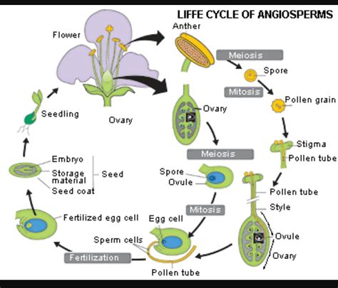 Life Cycle Of Angiosperm Class 11 Ncert Slidesharetrick