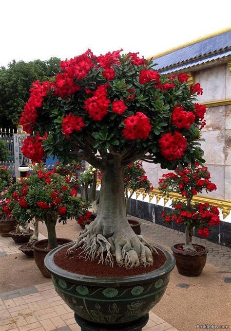 This 'flower insta dp' application is used to give a floral touch to your profile pic with these awesome flower photo frames and make your memories unforgettable via your android phone. Beautiful Flower Bucket Profile Dps for whatsapp