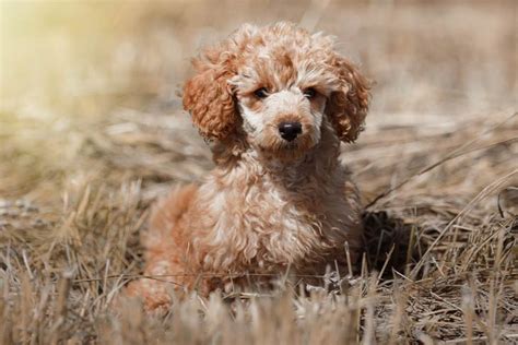 Poodle Toy Dog Breed Information American Kennel Club