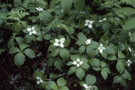 Canadian Bunchberry growing guide