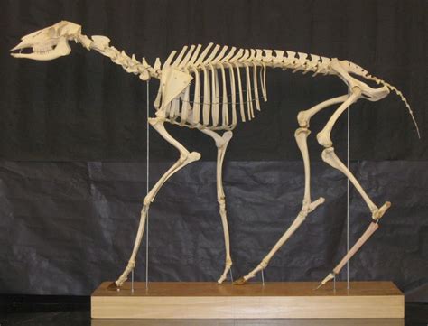 A Tutorial Masterpost Deer Skeleton Animal Skeletons Animal Drawings