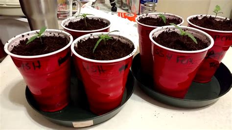 transferring seedlings from dixie cups to solo cups youtube